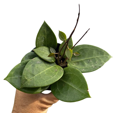 Parasitica Splash